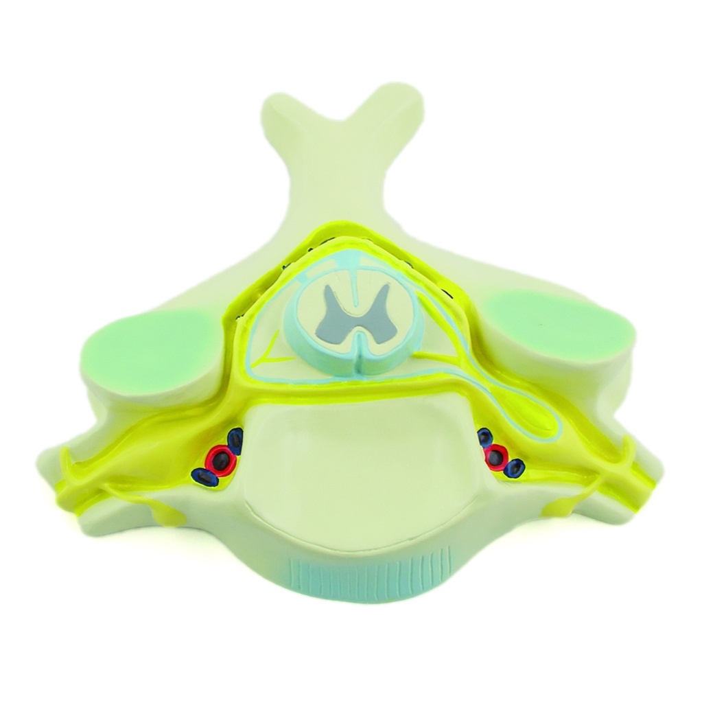 HEINESCIENTIFIC Anatomisches Modell eines Wirbels mit Rückenmark
