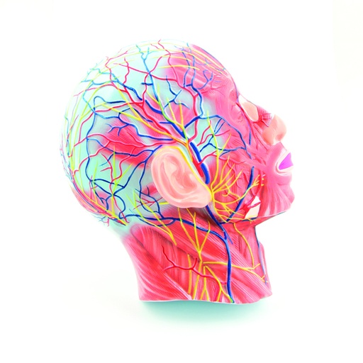 [14779-01] HEINESCIENTIFIC Head model (right half)