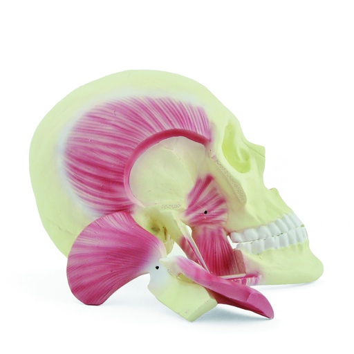 [14782-01] HEINESCIENTIFIC Model of the masticatory muscles