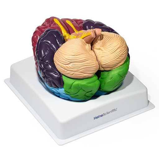 [14783-01] HEINESCIENTIFIC Colored brain model with functional areas
