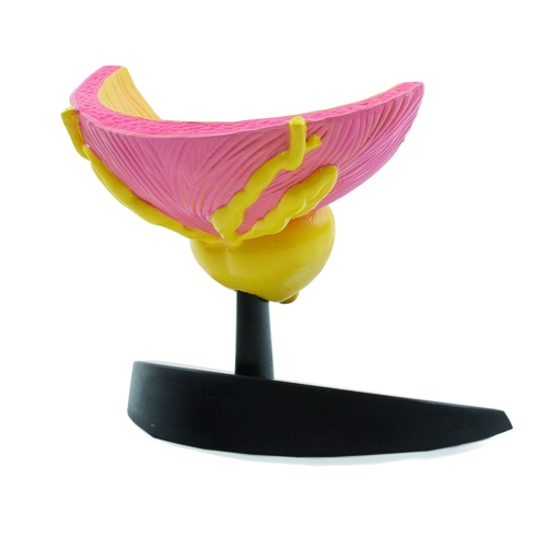 [14786-01] HEINESCIENTIFIC Model of the male bladder