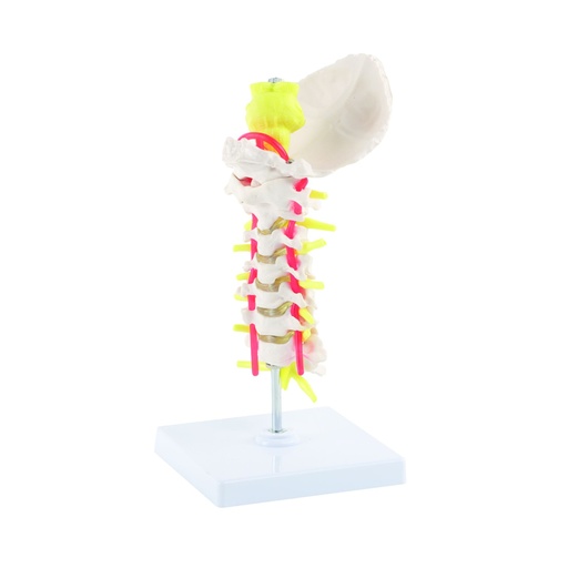 [14791-01] HEINESCIENTIFIC Model of the cervical spine with spinal cord, nerves and intervertebral discs