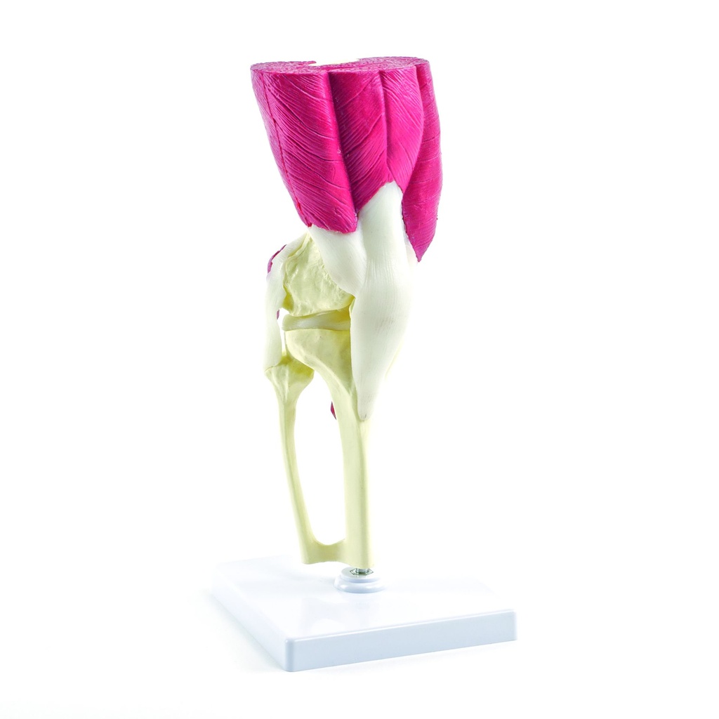 HEINESCIENTIFIC Life-size knee model