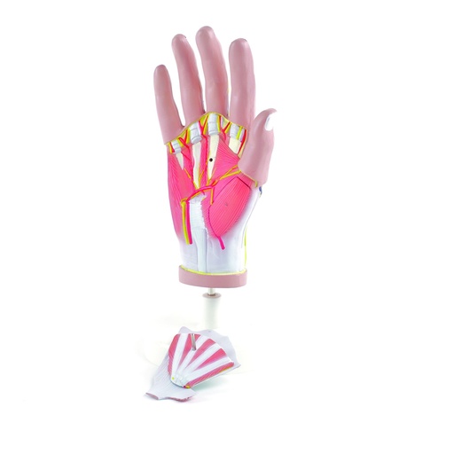 [14794-01] HEINESCIENTIFIC Life-size hand model dismountable