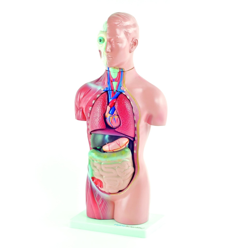 HEINESCIENTIFIC Geschlechtsloses Torso-Modell 18-teilig