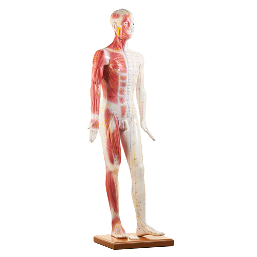 [14798-01] HEINESCIENTIFIC Male acupuncture model on base