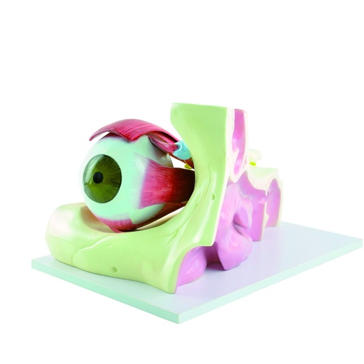 [14799-01] HEINESCIENTIFIC Eye model in 6-fold magnification