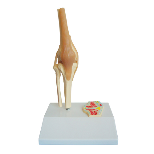 HEINESCIENTIFIC Kniemodell mit kleinem Sagittalschnittmodell