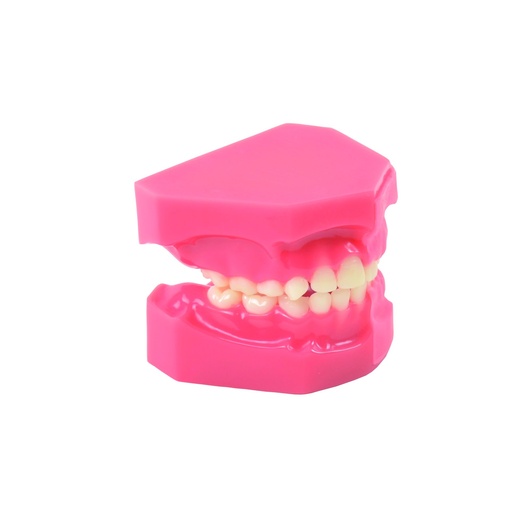 [14803-01] HEINESCIENTIFIC Modell der Zahnentwicklung, Vergleich 5/9 Jahre