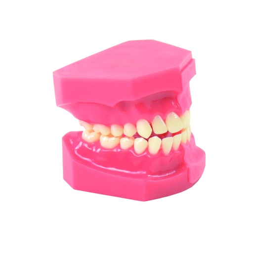 [14804-01] HEINESCIENTIFIC Model of tooth development, comparison 9/12 years