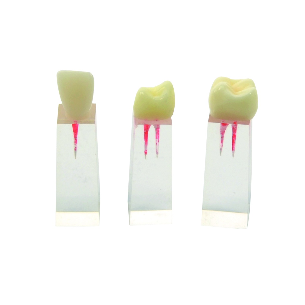 HEINESCIENTIFIC Zahnmodell-Set aus Molar, Prämolar und Schneidezahn