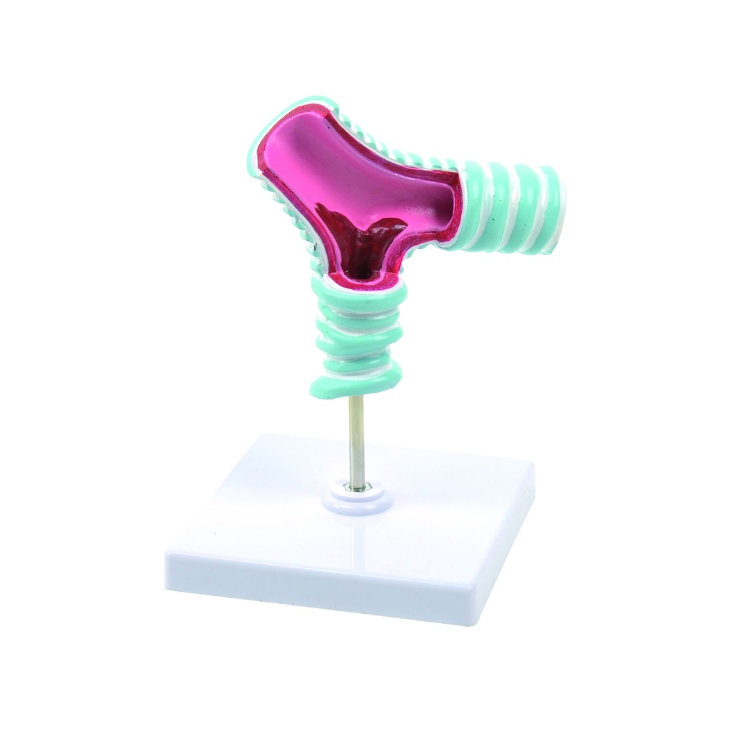 HEINESCIENTIFIC Model of the tracheal bifurcation
