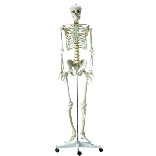 [14810-01] HEINESCIENTIFIC Complete human skeleton