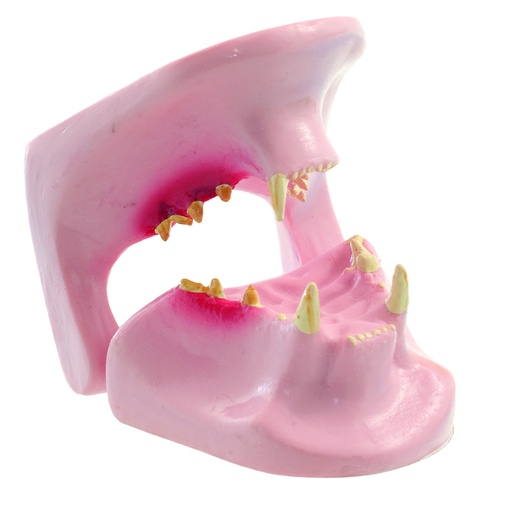 [14811-01] HEINESCIENTIFIC Anatomisches Modell eines Katzen-Kiefers