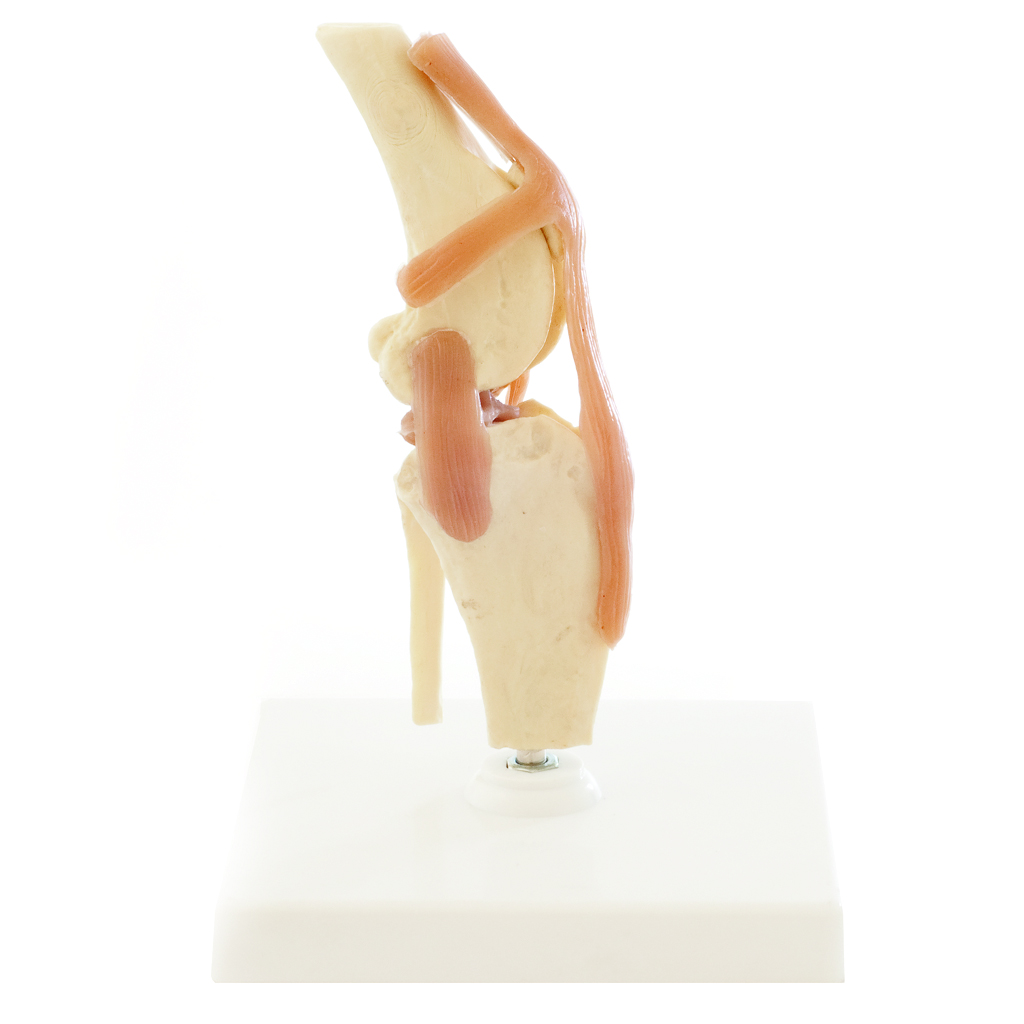 HEINESCIENTIFIC Skelettmodell Hundeknie mit Bandapparat