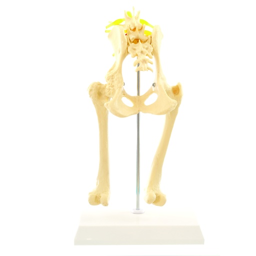 [14816-01] HEINESCIENTIFIC Skelettmodell einer Hundehüfte
