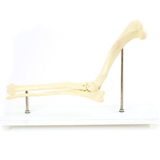 [14817-01] HEINESCIENTIFIC Skelettmodell Hunde- Ellenbogen