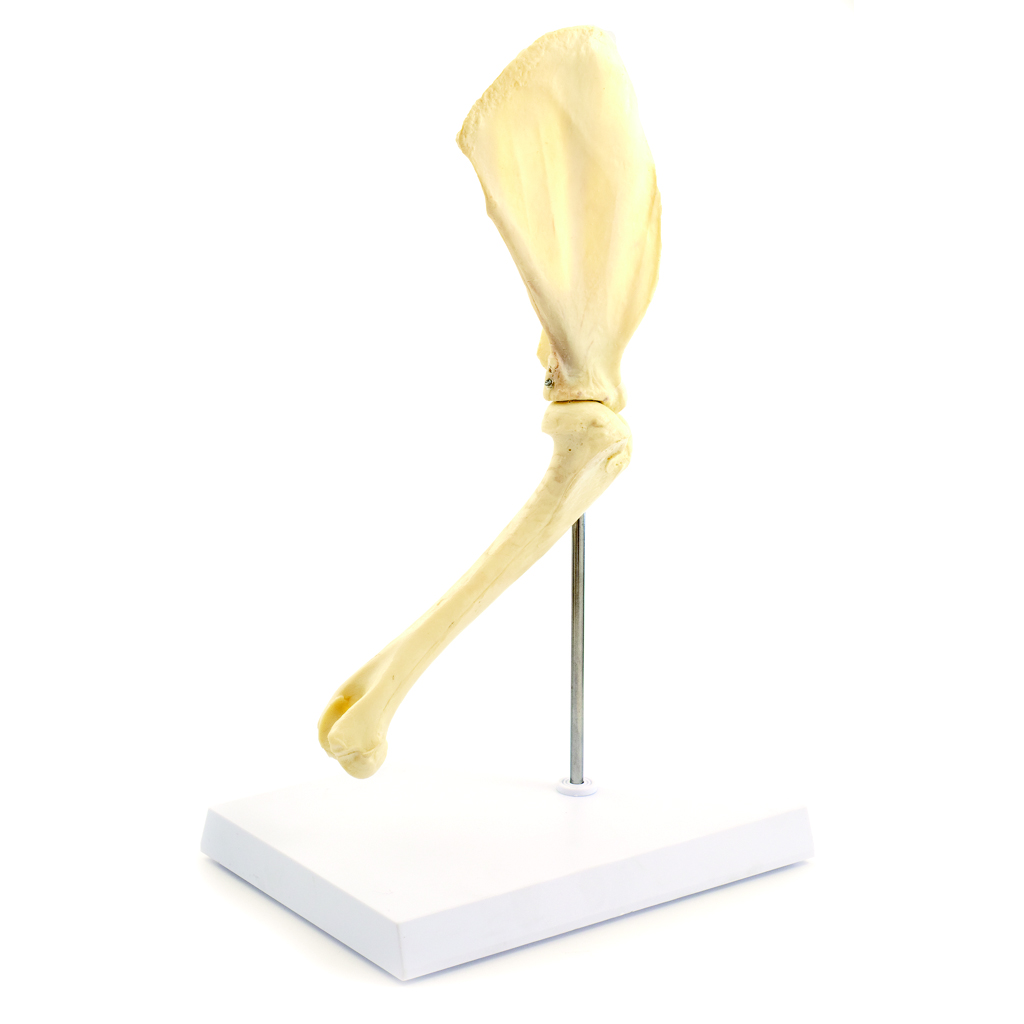 HEINESCIENTIFIC Sklettmodell einer Hundeschulter