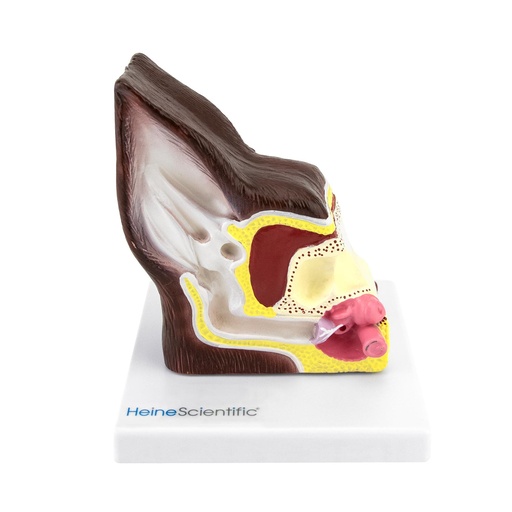 [14821-01] HEINESCIENTIFIC Two-sided dog ear model healthy/diseased
