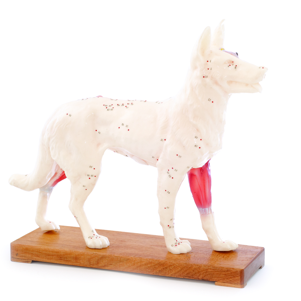 HEINESCIENTIFIC Two-part dog acupuncture model