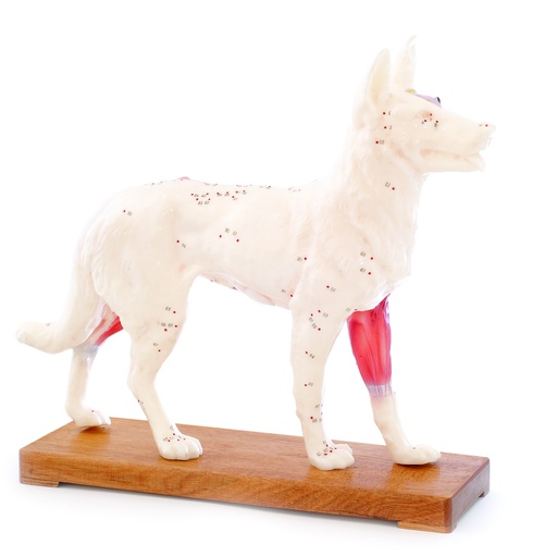 [14822-01] HEINESCIENTIFIC Zweigeteiltes Hunde-Akupunkturmodell