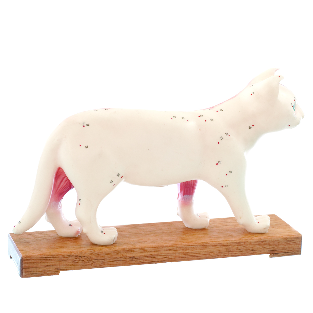 HEINESCIENTIFIC Zweigeteiltes Akupunkturmodell einer Katze