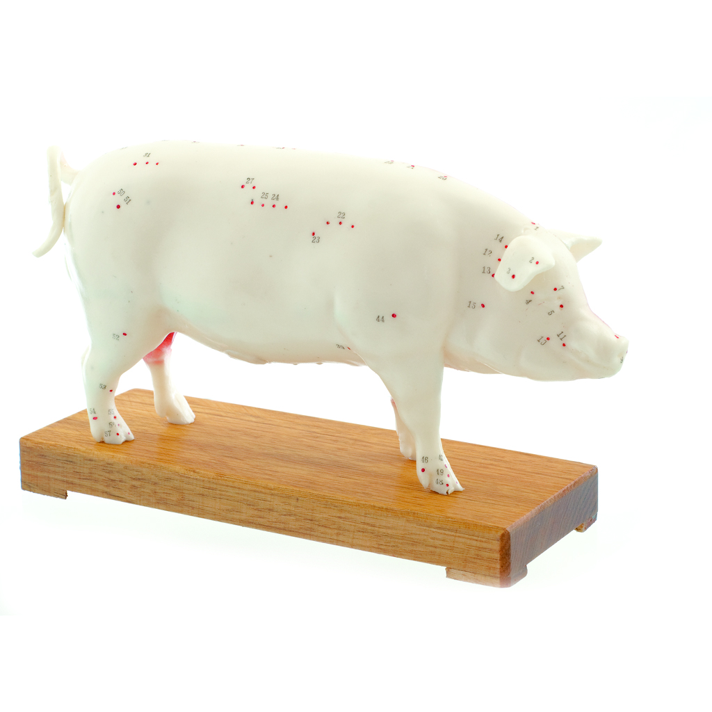 HEINESCIENTIFIC Zweigeteiltes Akupunkturmodell eines Schweins