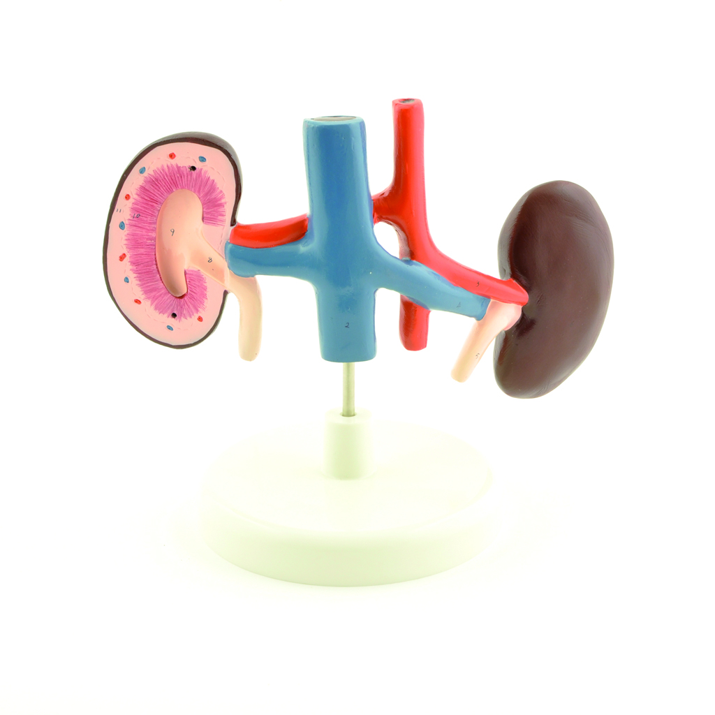 HEINESCIENTIFIC Model of a dog kidney
