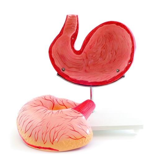 [14828-01] HEINESCIENTIFIC Anatomisches Modell Hundemagen zerlegbar