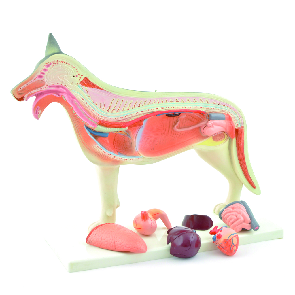 HEINESCIENTIFIC Anatomical dog model dismountable