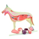 HEINESCIENTIFIC Anatomical dog model dismountable