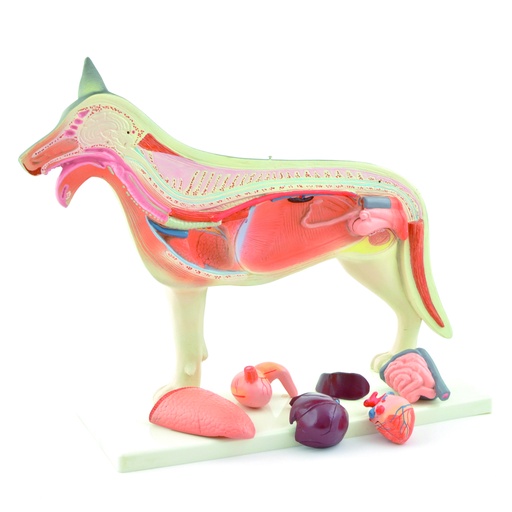 [14830-01] HEINESCIENTIFIC Anatomical dog model dismountable
