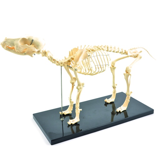 [14834-01] HEINESCIENTIFIC Dog skeleton (artificial skeleton)