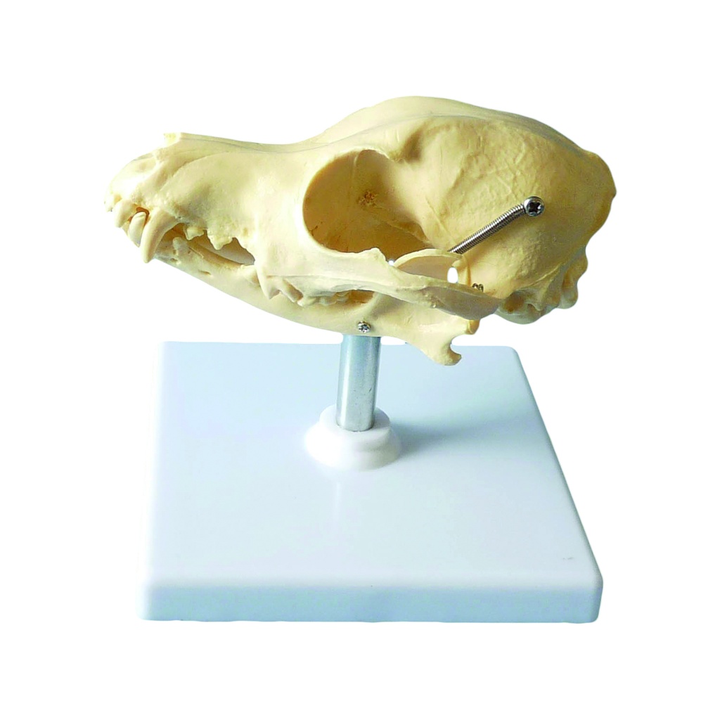 HEINESCIENTIFIC Detailed dog skull model