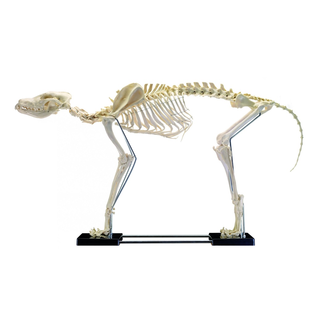 HEINESCIENTIFIC Künstliches Hundeskelett groß