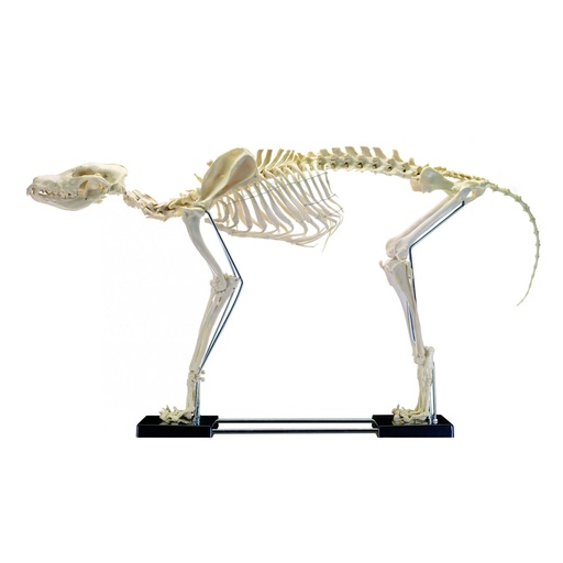 [14838-01] HEINESCIENTIFIC Künstliches Hundeskelett groß
