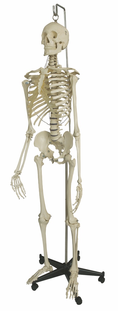 RÜDIGER ANATOMIE Hanging skeleton with hanging hook and hanging stand