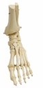 RÜDIGER ANATOMIE Foot skeleton with lower leg stump