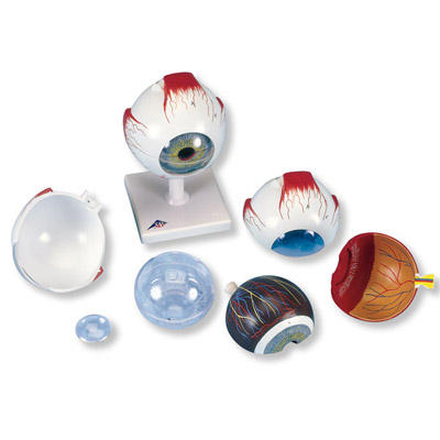 3B Scientific Eye 5-times size 6-part