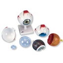 3B Scientific Eye 5-times size 6-part
