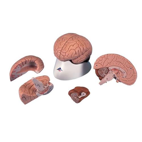 3B Scientific Gehirn 4-teilig