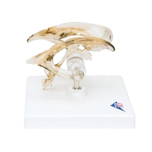 3B Scientific Gehirnventrikel