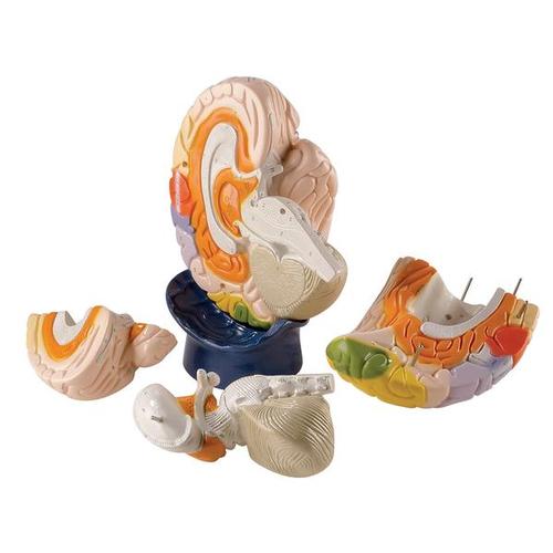[18736-01] 3B Scientific Model of the brain regions 4-part
