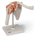 3B Scientific Shoulder joint functional model