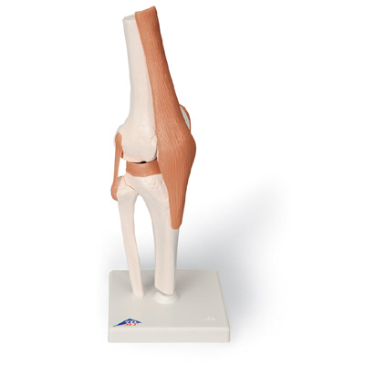 [18739-01] 3B Scientific Knee joint functional model