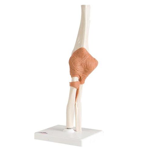 3B Scientific Elbow joint functional model