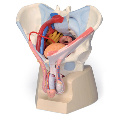 [18754-01] 3B Scientific Male pelvis with ligaments, vessels, nerves, pelvic floor and organs, 7-part