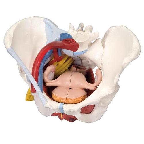 3B Scientific Female pelvis with ligaments, vessels, nerves, pelvic floor and organs, 6-part
