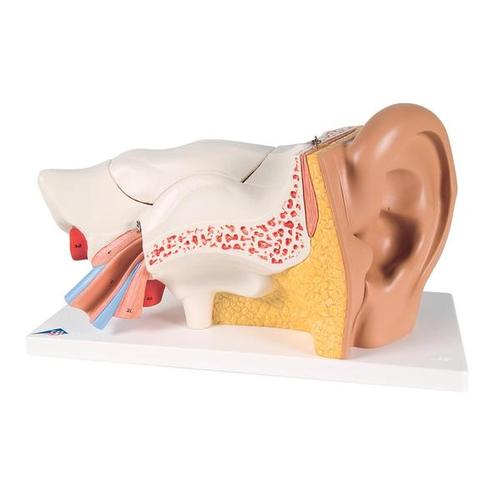 3B Scientific Ear, 3-times size, 6-part