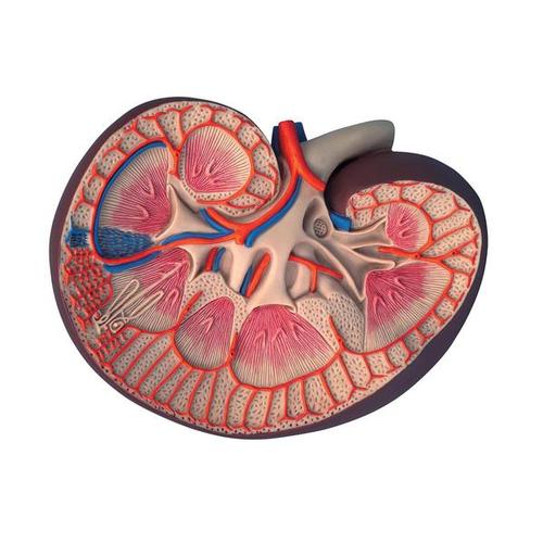 3B Scientific Basic version kidney section, 3-times size